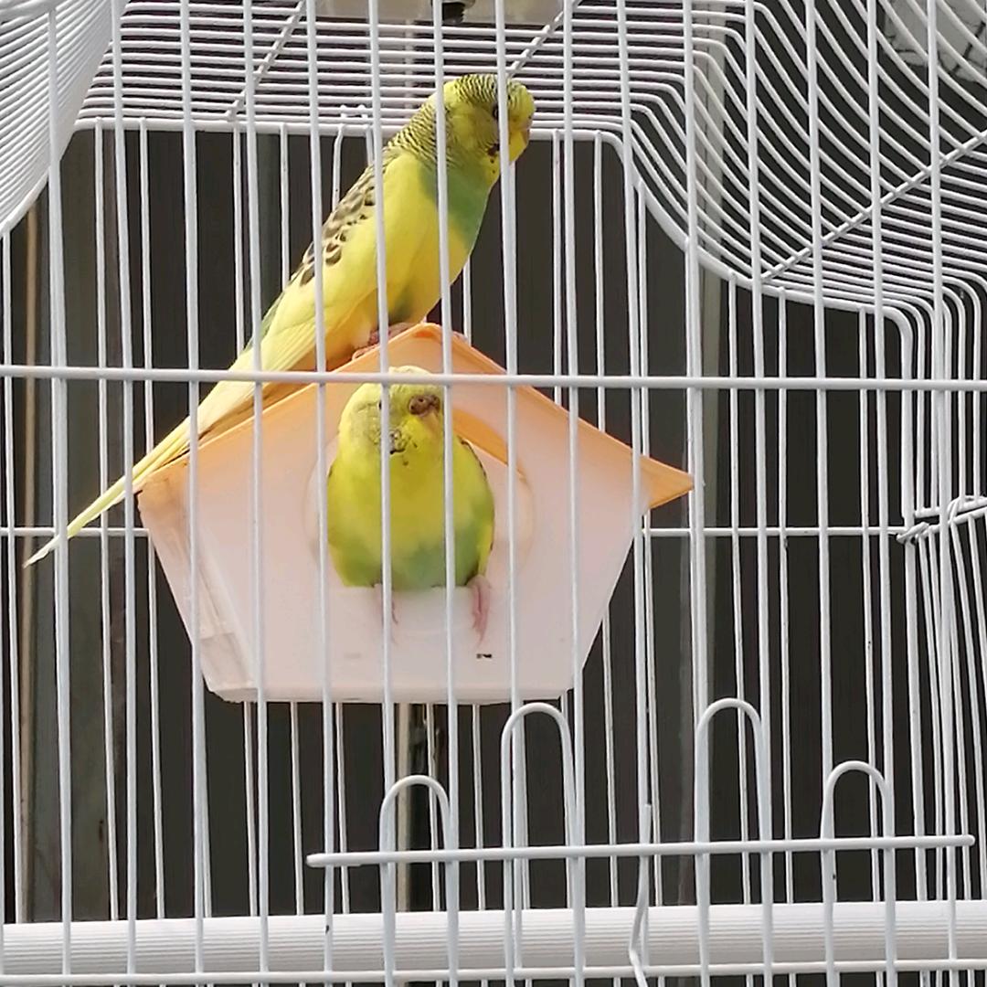 老李