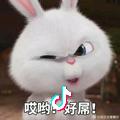 懒懒的小强