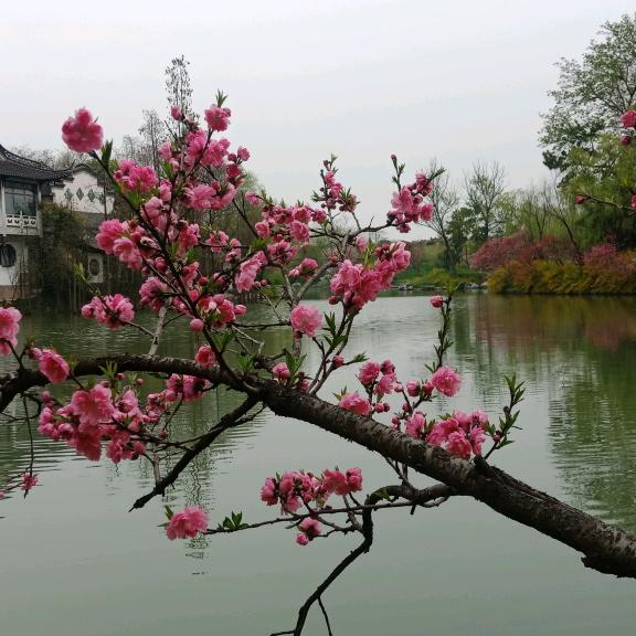 elephant beetle【拒连赞】