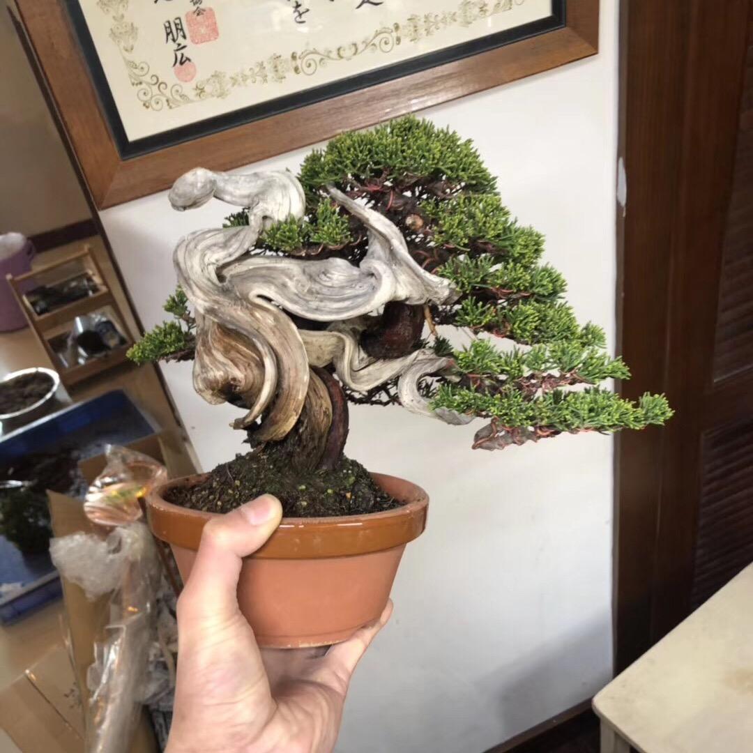 中国记忆盆景