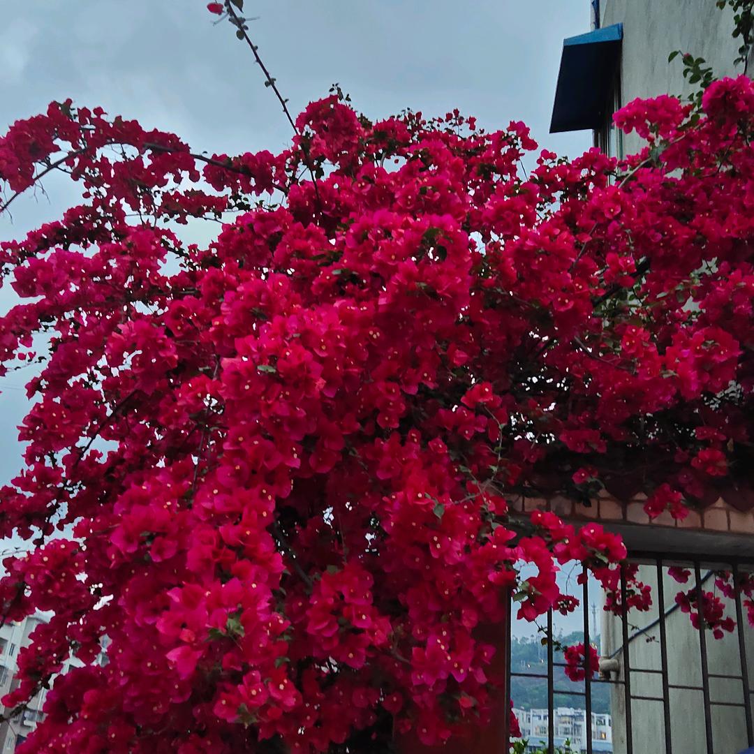 阳佳月億（名花有主！拒绝私聊）