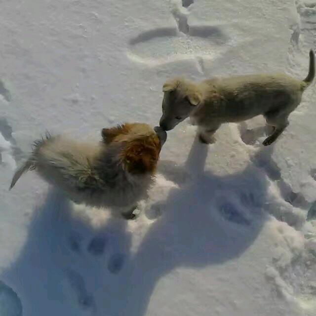 幸福的太阳☀️