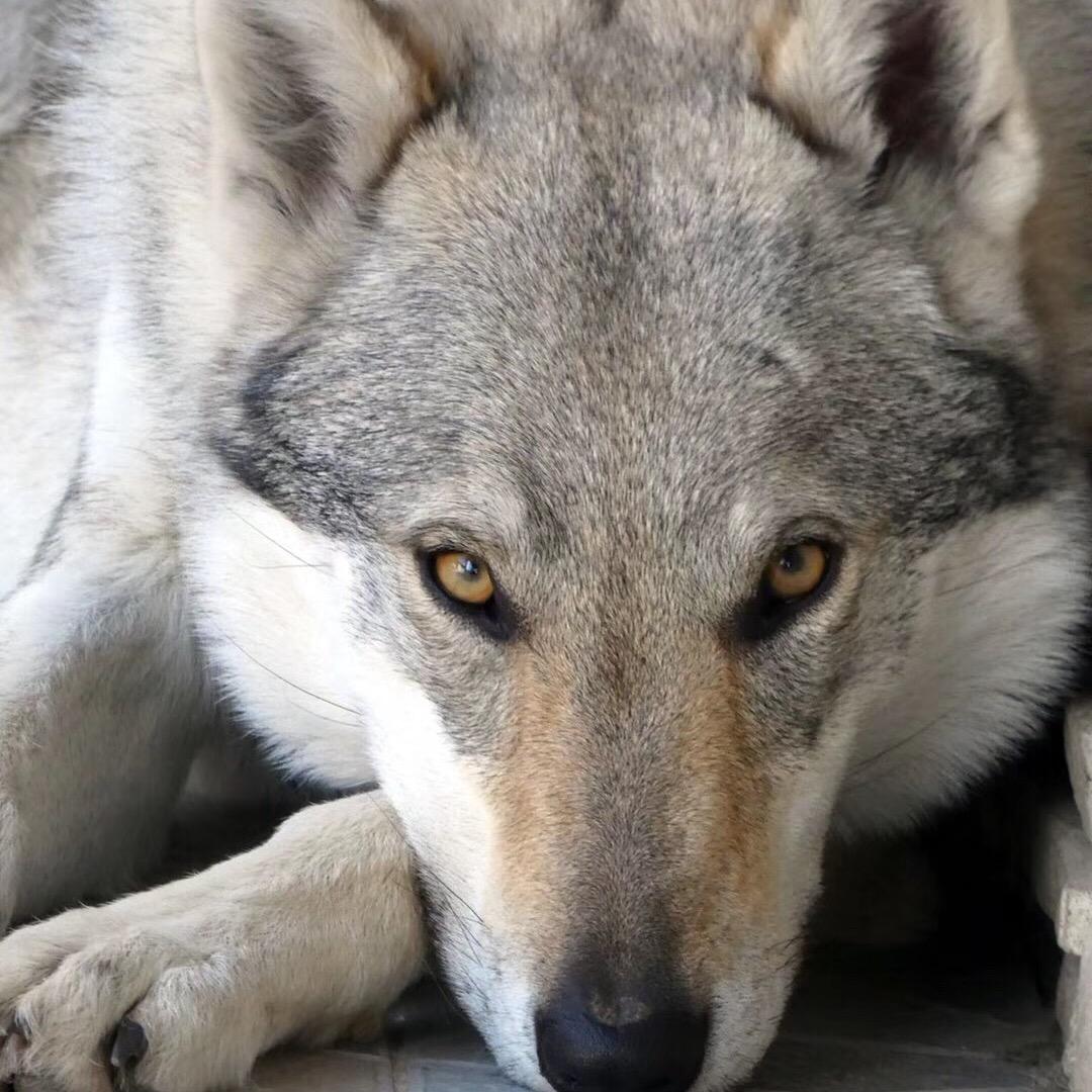 捷克狼犬-DK