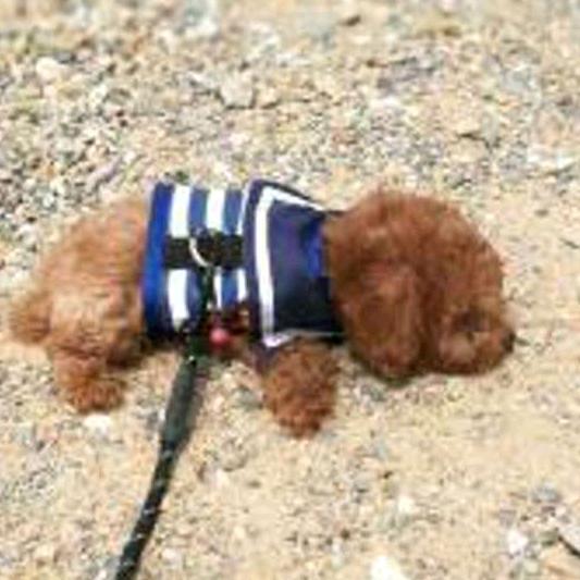 一起念念的念念🌸