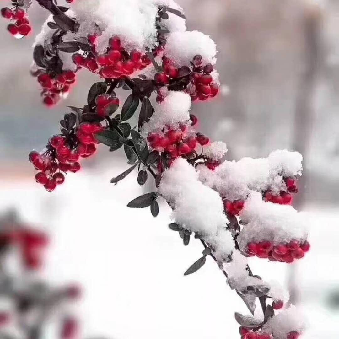 春去秋来、（胖妹）