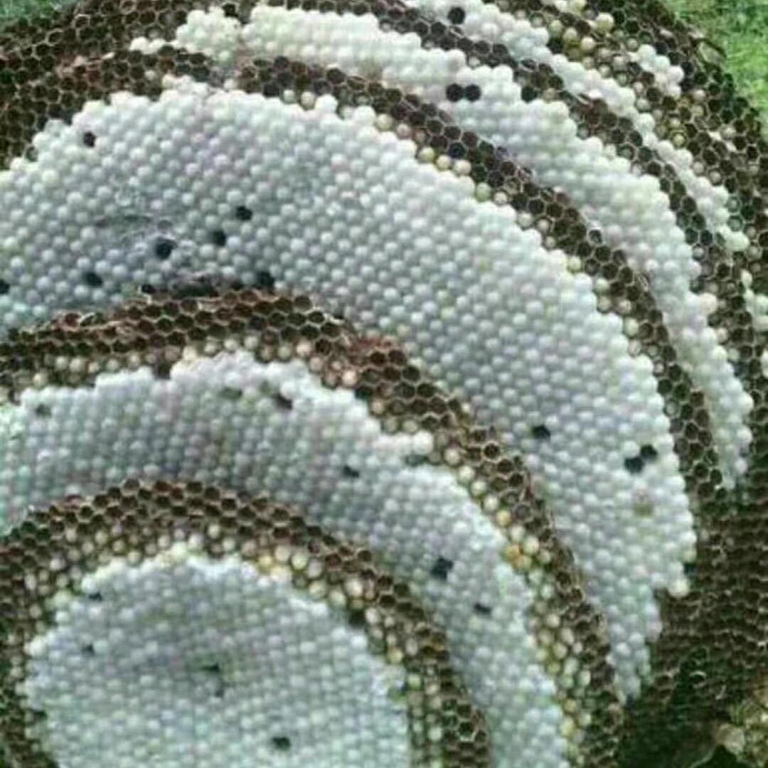 广西百色隆林县马蜂收购，