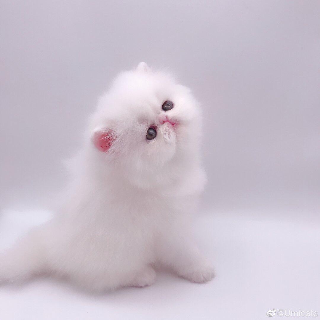 小懶猫°C