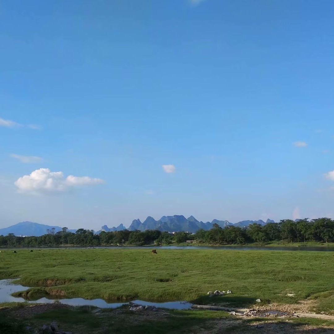 抹茶