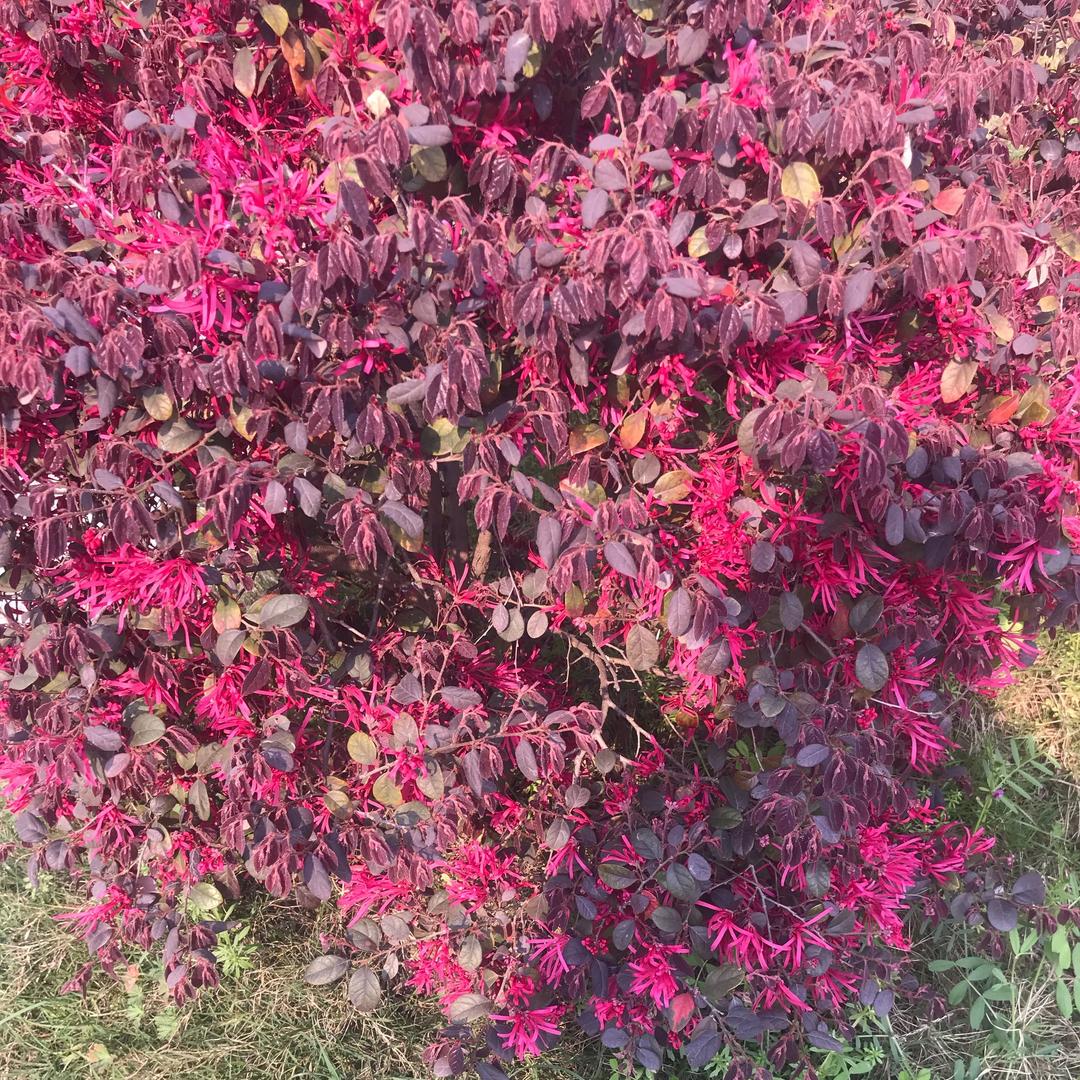 ᰔᩚ᭄💞赵思ℛ暮想꧔ꦿᩚ࿐