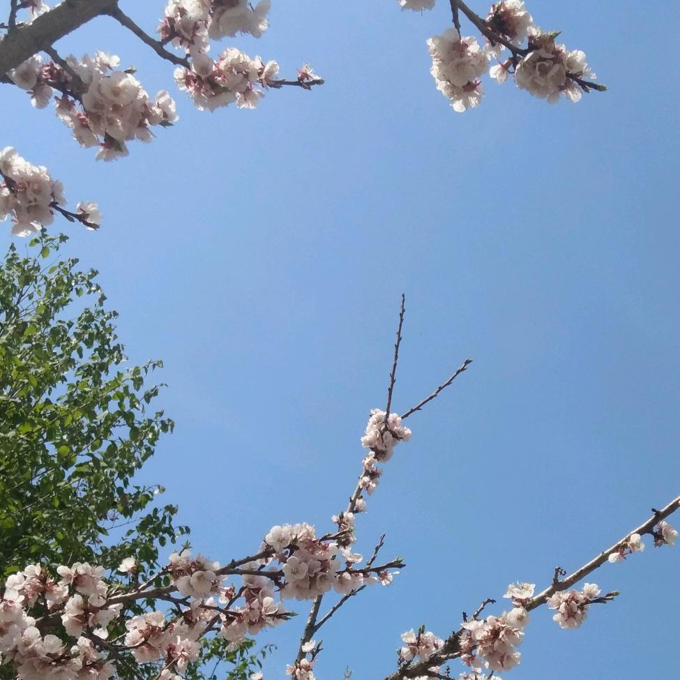 翠菊