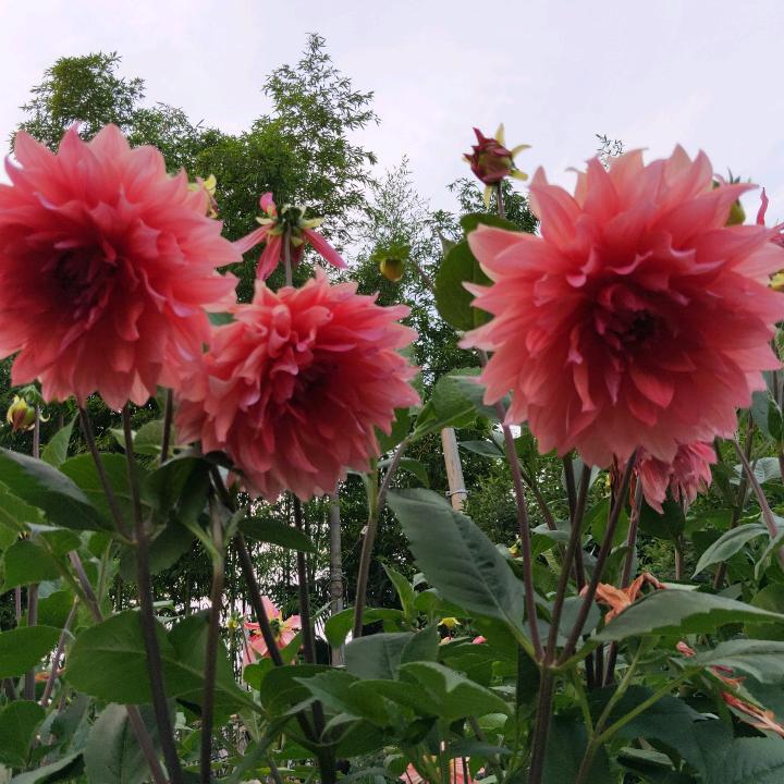 凤穿牡丹