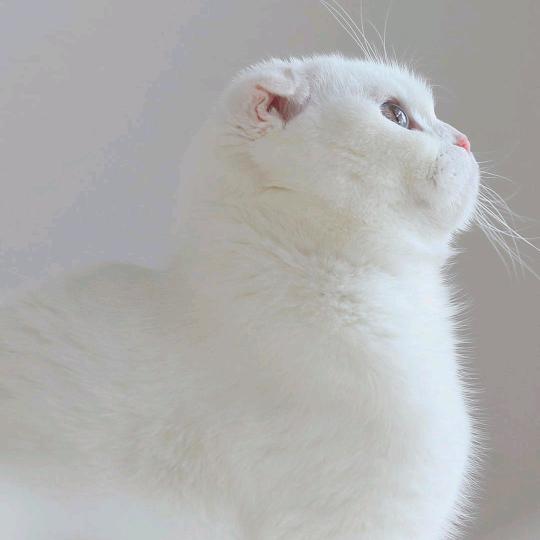 尉迟芊语