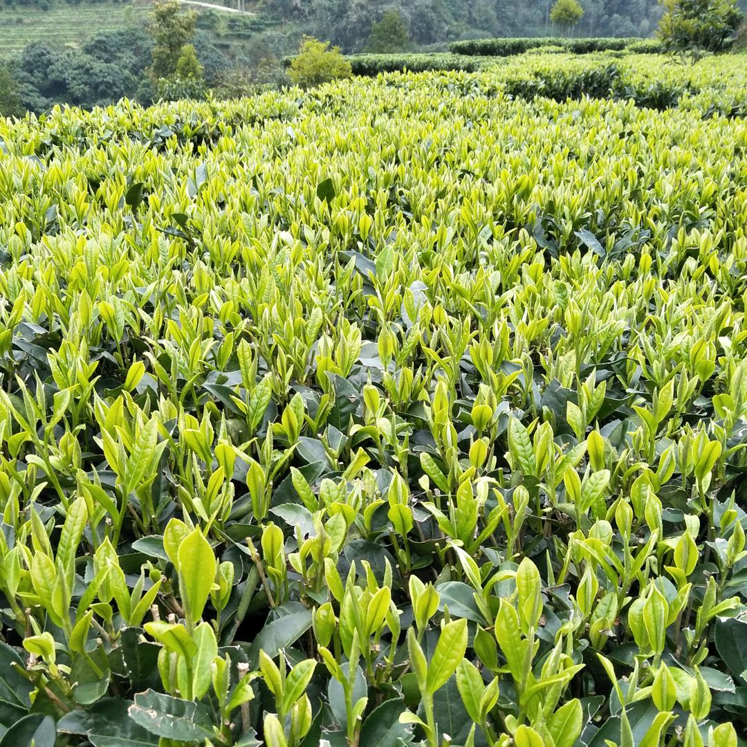 心凌止痛.苦尽甘来