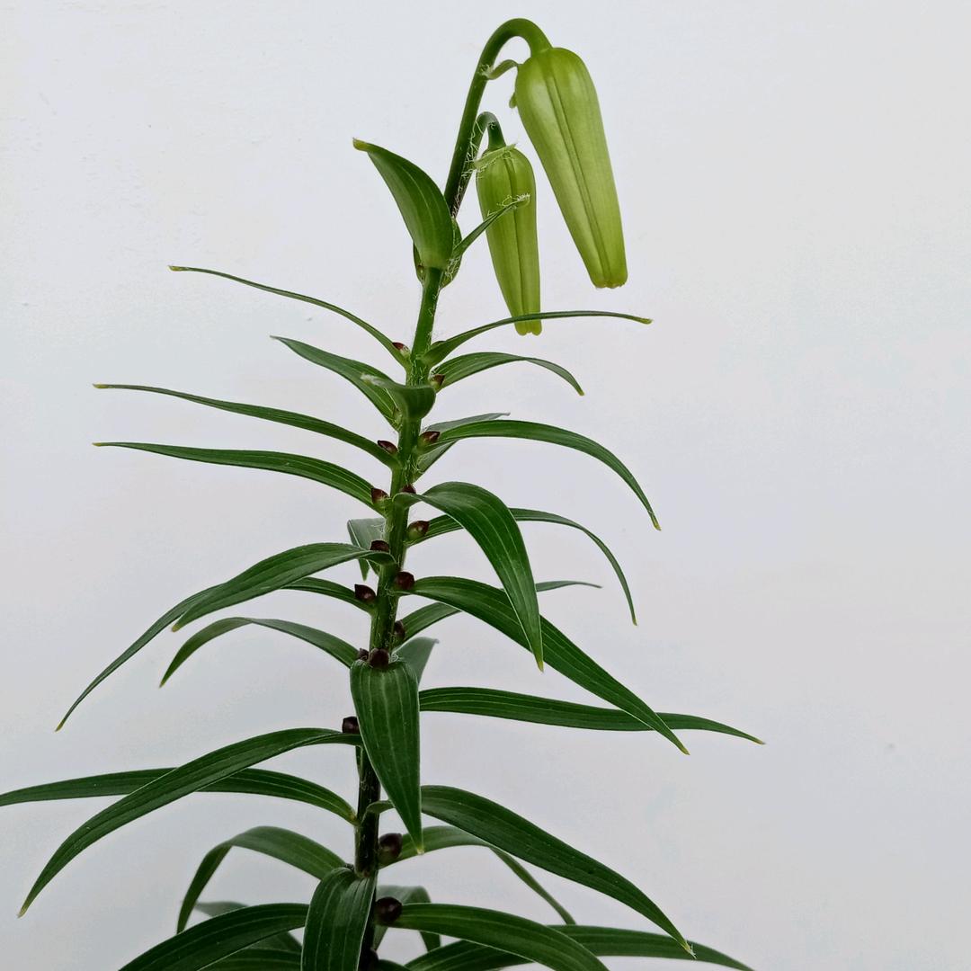 朝霞
