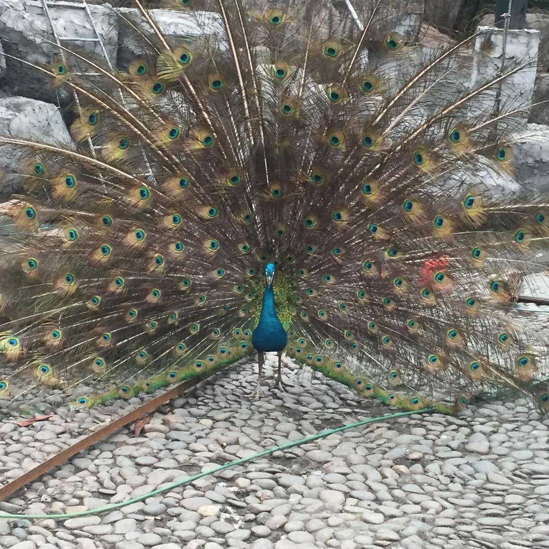 香草