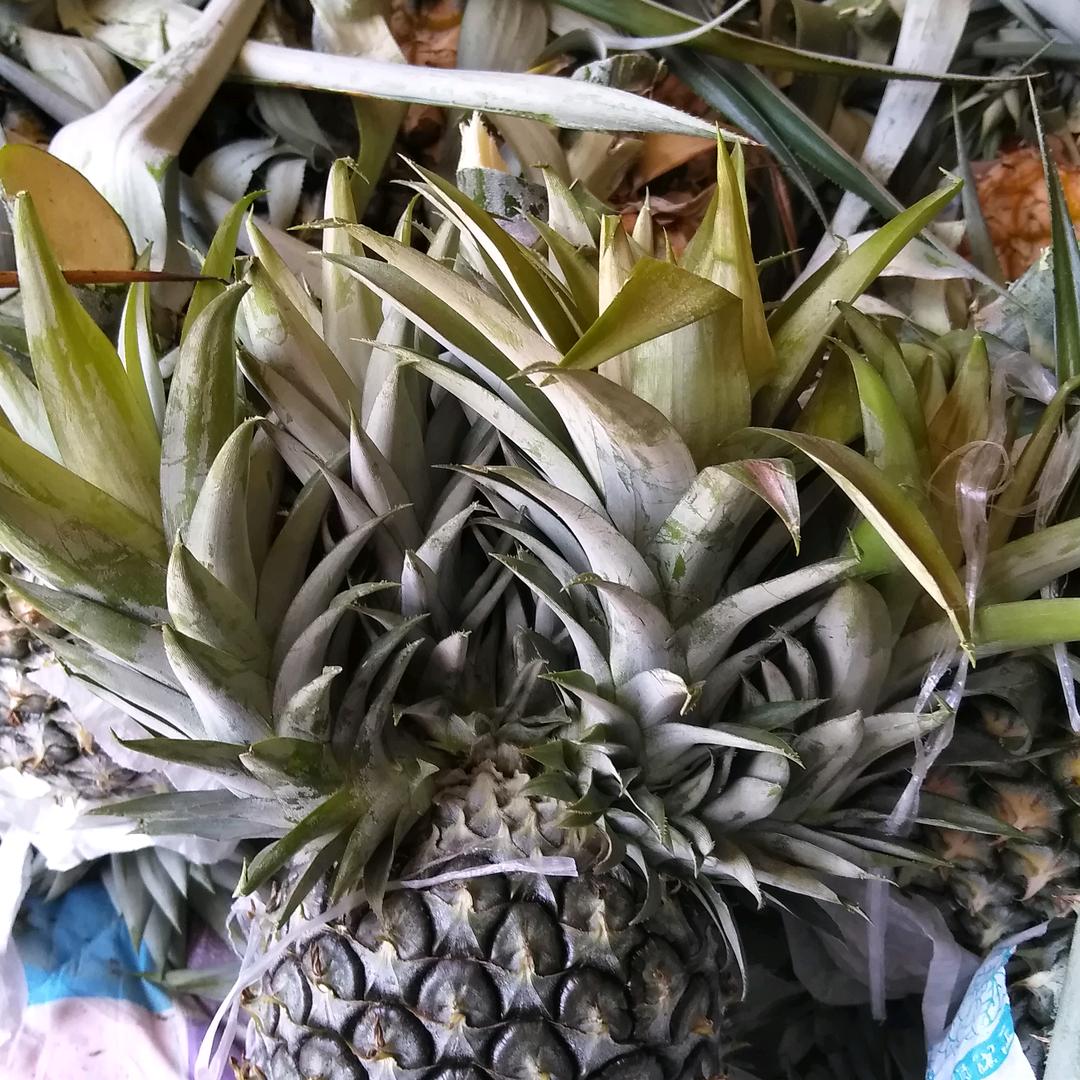 陶烨香蕉摊儿