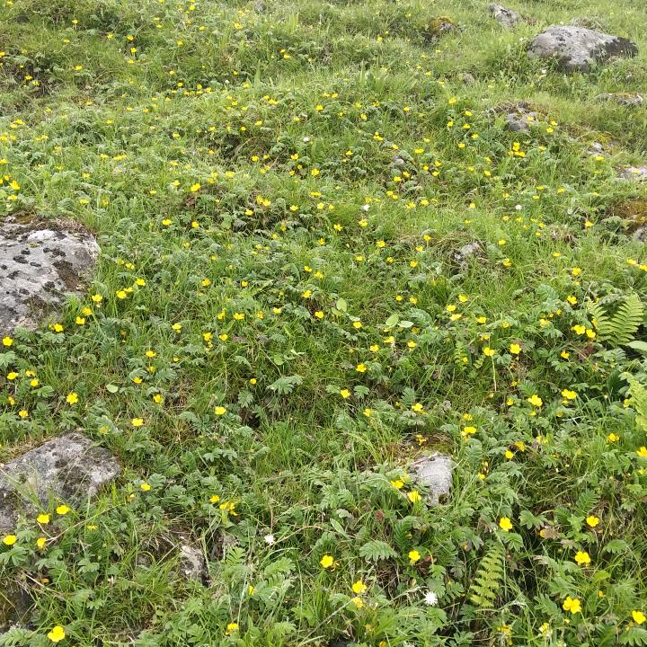 宁檬精加心刘奶糖