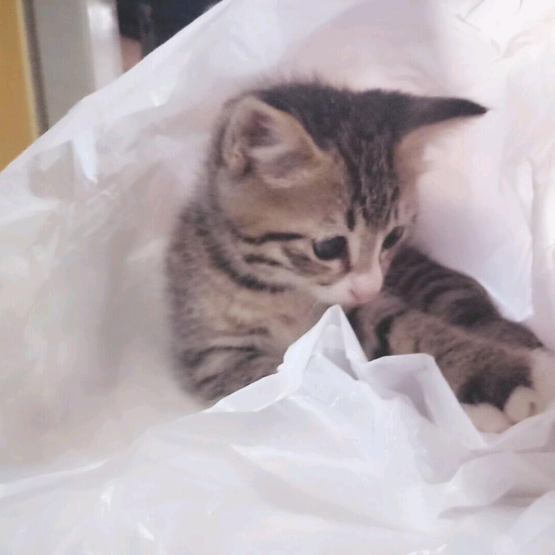 小召