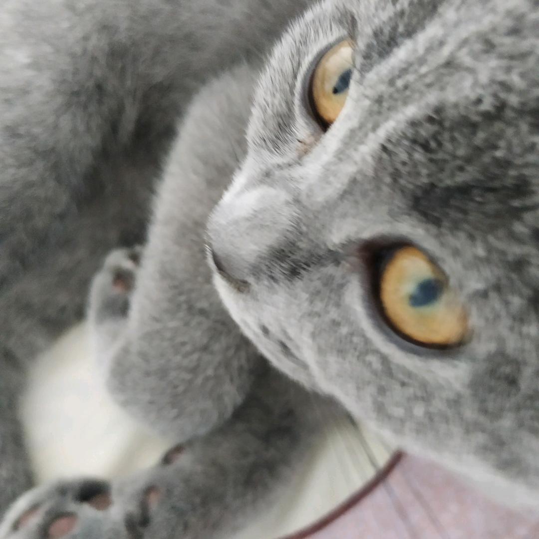 凉拌辣椒西兰花