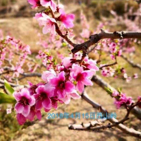 洋芋格格