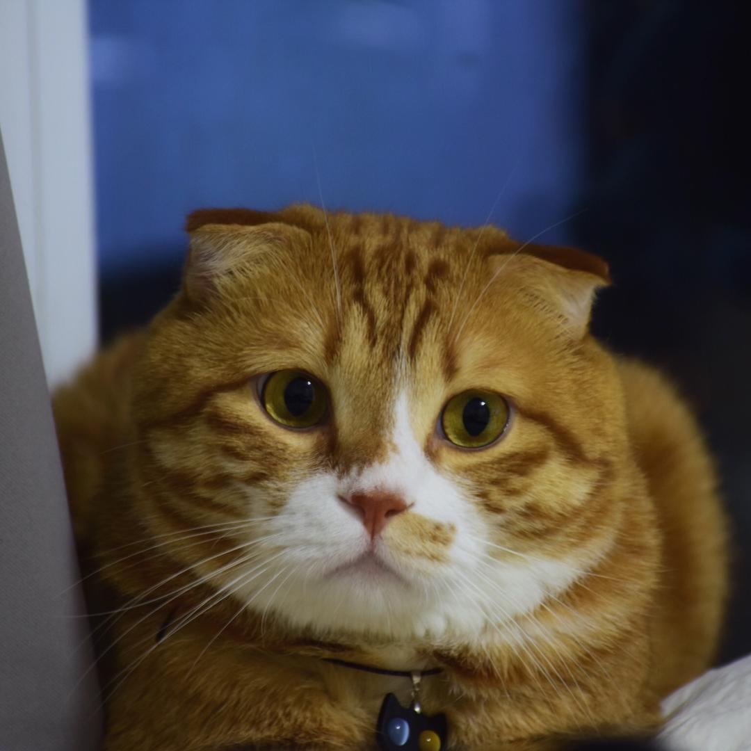 大橘子🍊