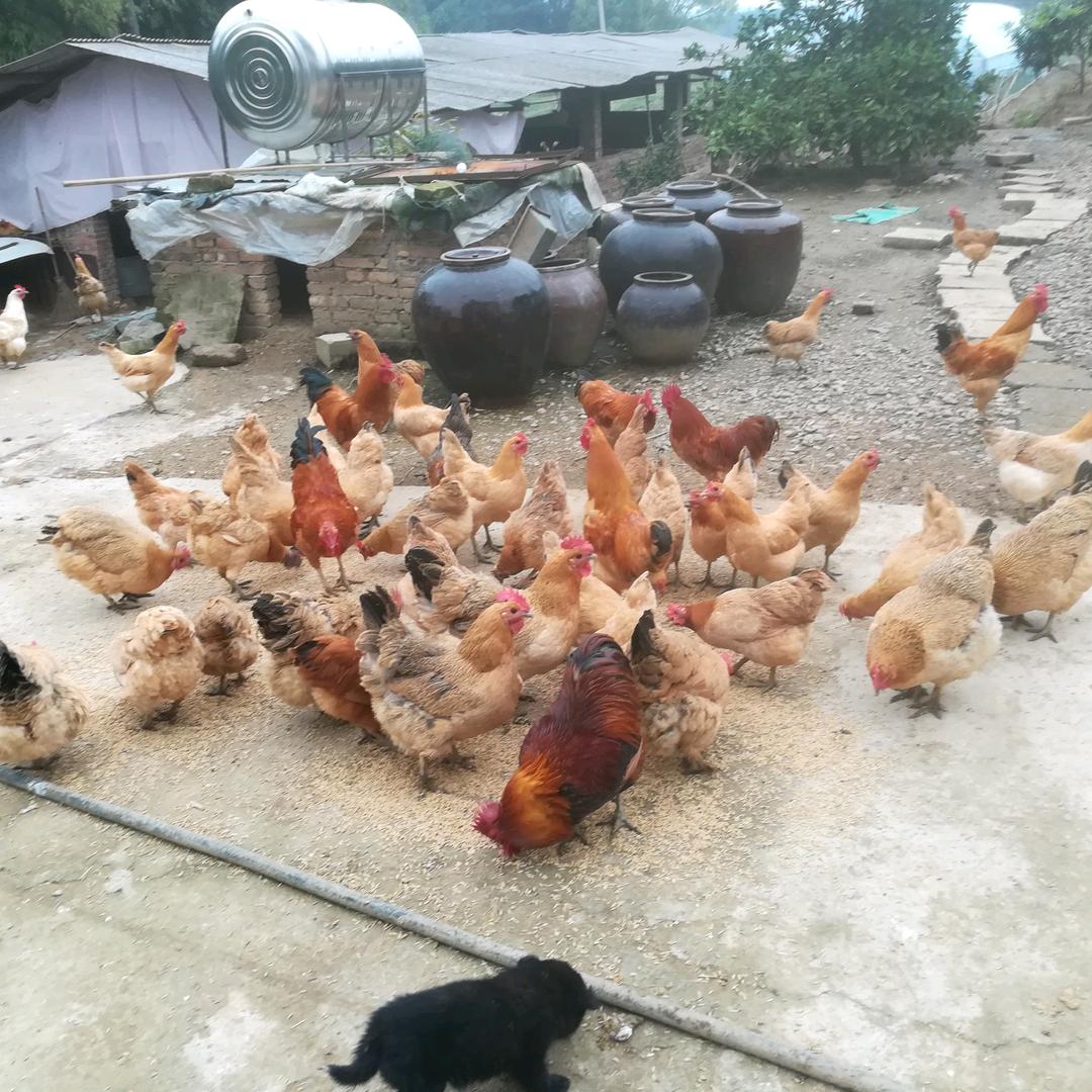 农场生活