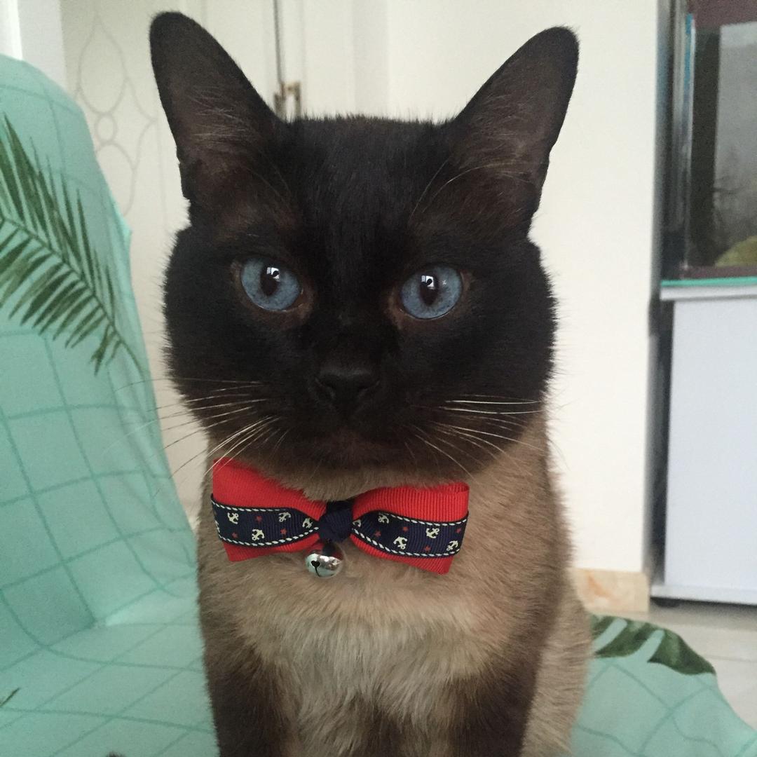 ✨旺财是只猫✨