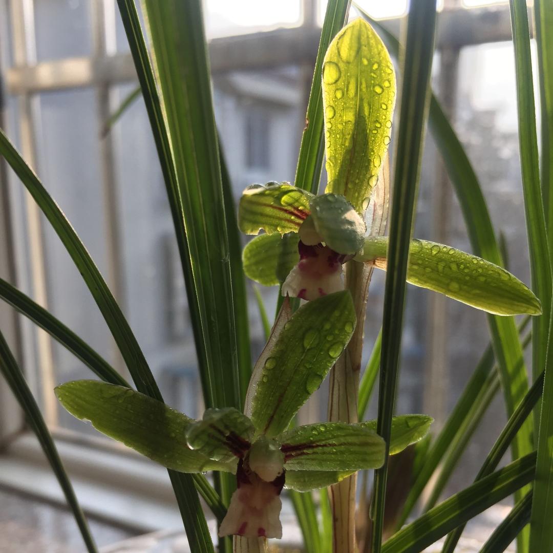 剑阁县下寺镇蜀范儿自助火锅