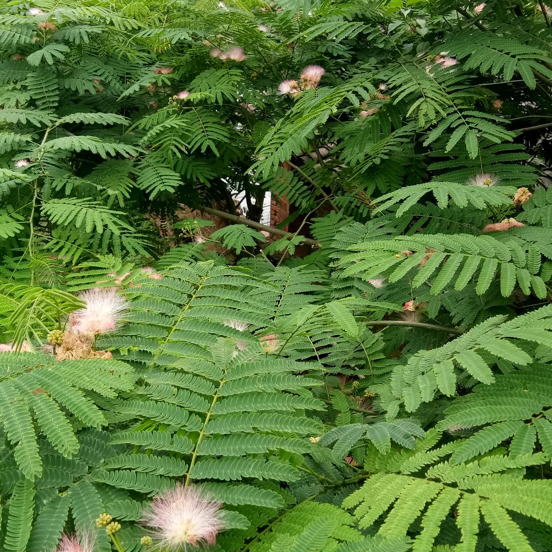 中药材产业