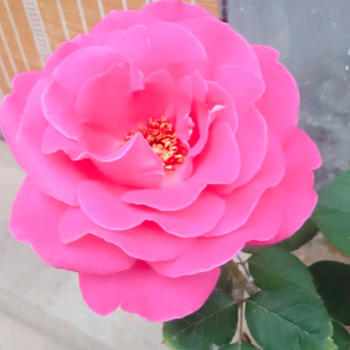 农村人的生活