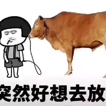 太阳肩并肩