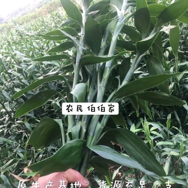 大型发财树专供基地