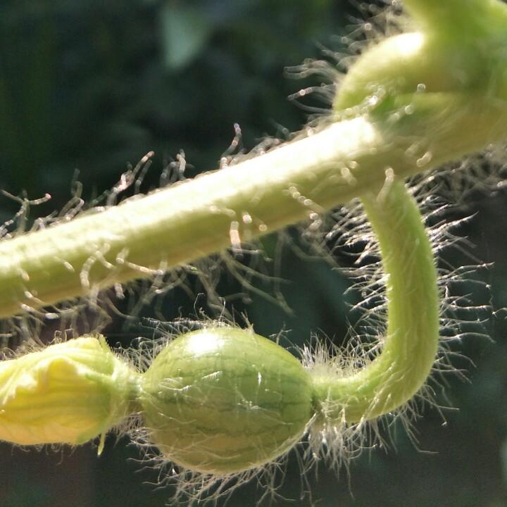 坦然