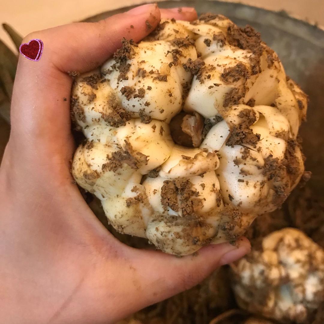 宜兴种百合佬小红英