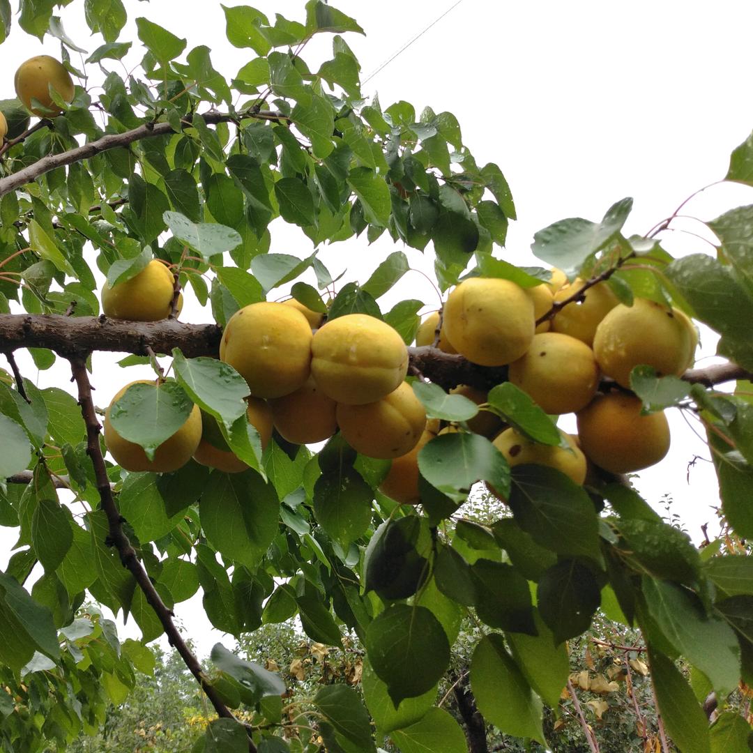 陕西铜川靖哥哥绿色苹果种植场