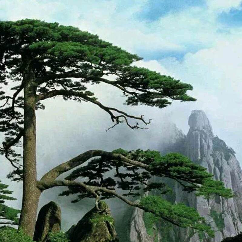 不老松