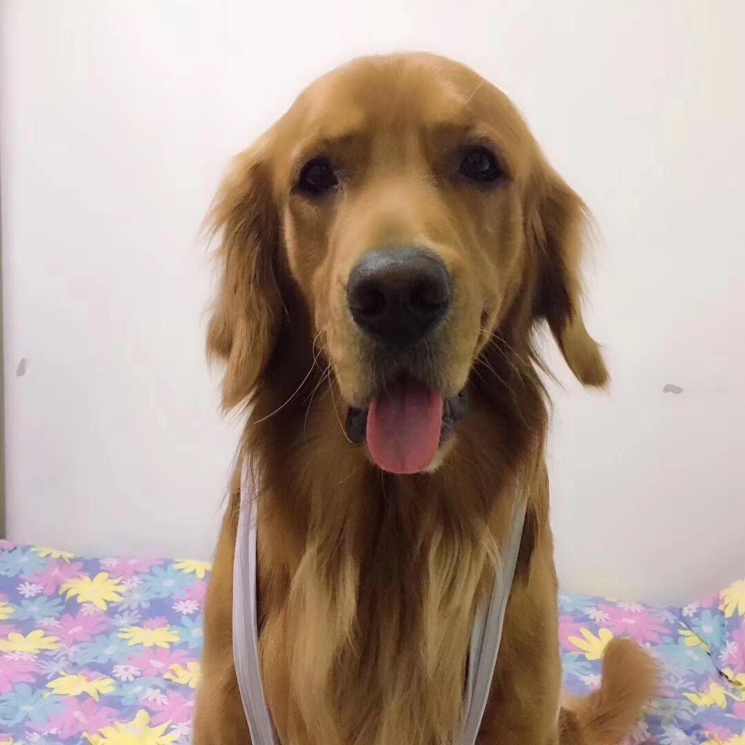 杨家诺少爷
