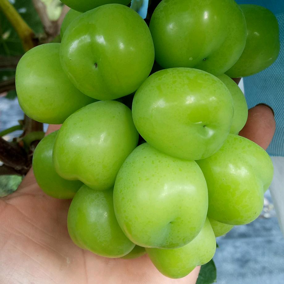 东安    舜迦园葡萄园