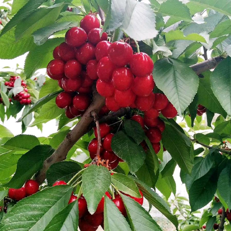 ꧁꫞烈酒敬余生꫞꧂꧁꫞龙꫞꧂