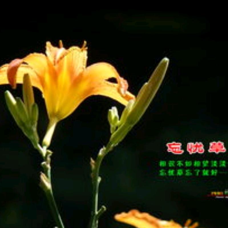 忘忧草