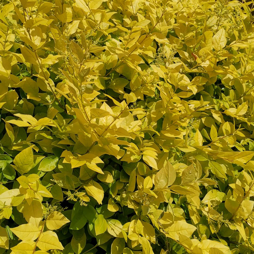 用户300649145717强哥