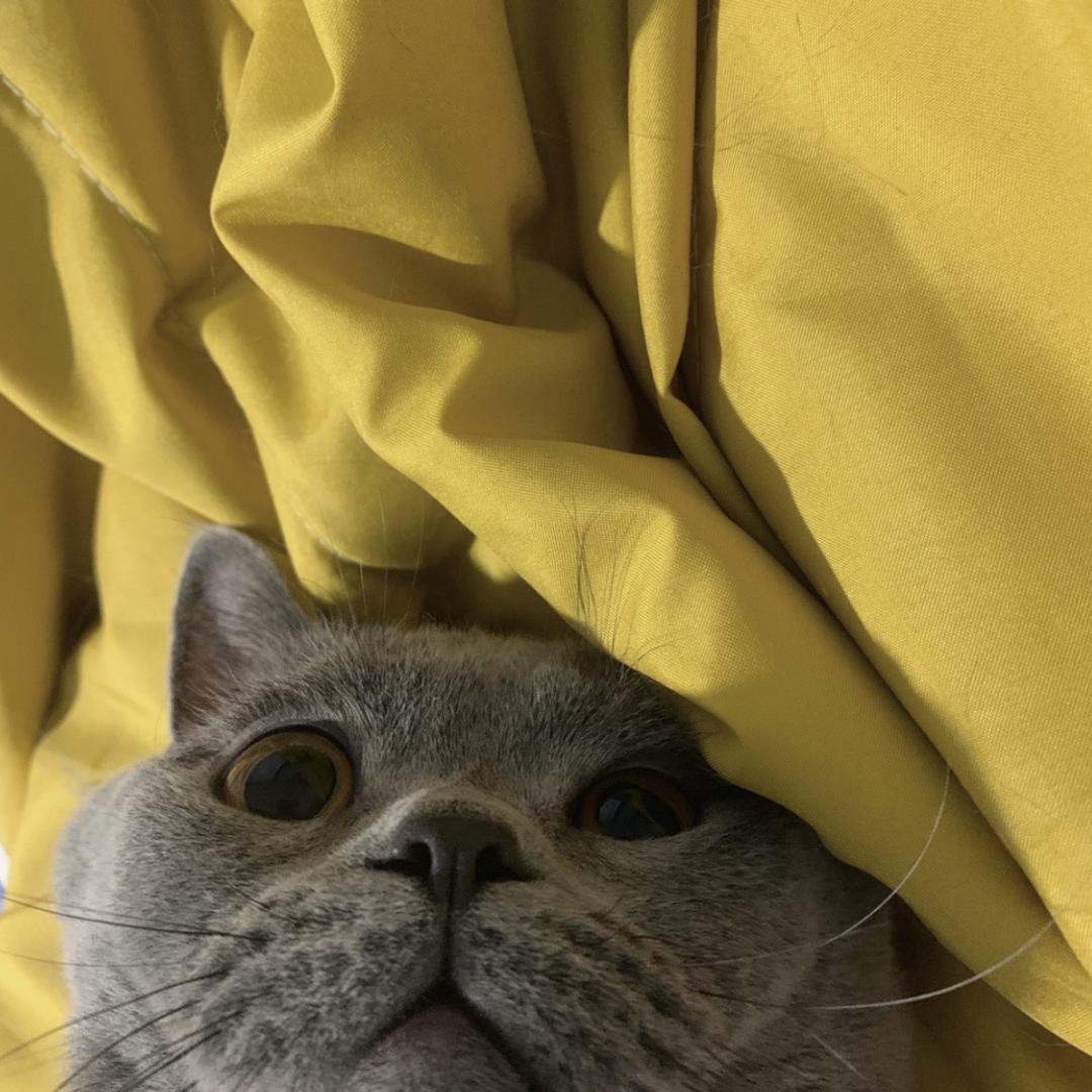 大雕不是雕🦄