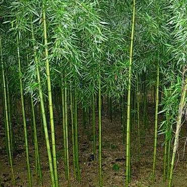 雅静花卉