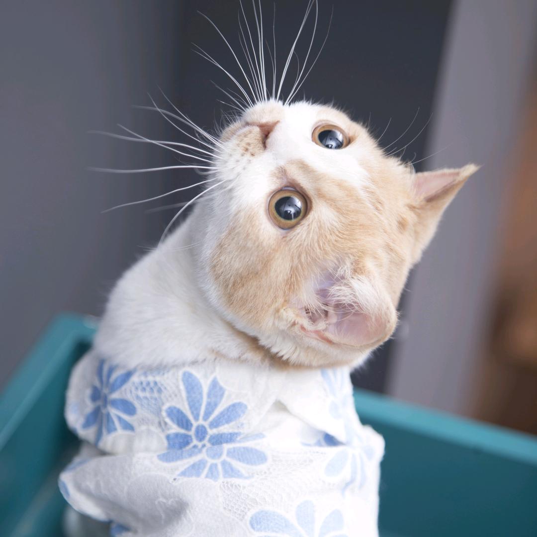 奥迪是只猫@抖音