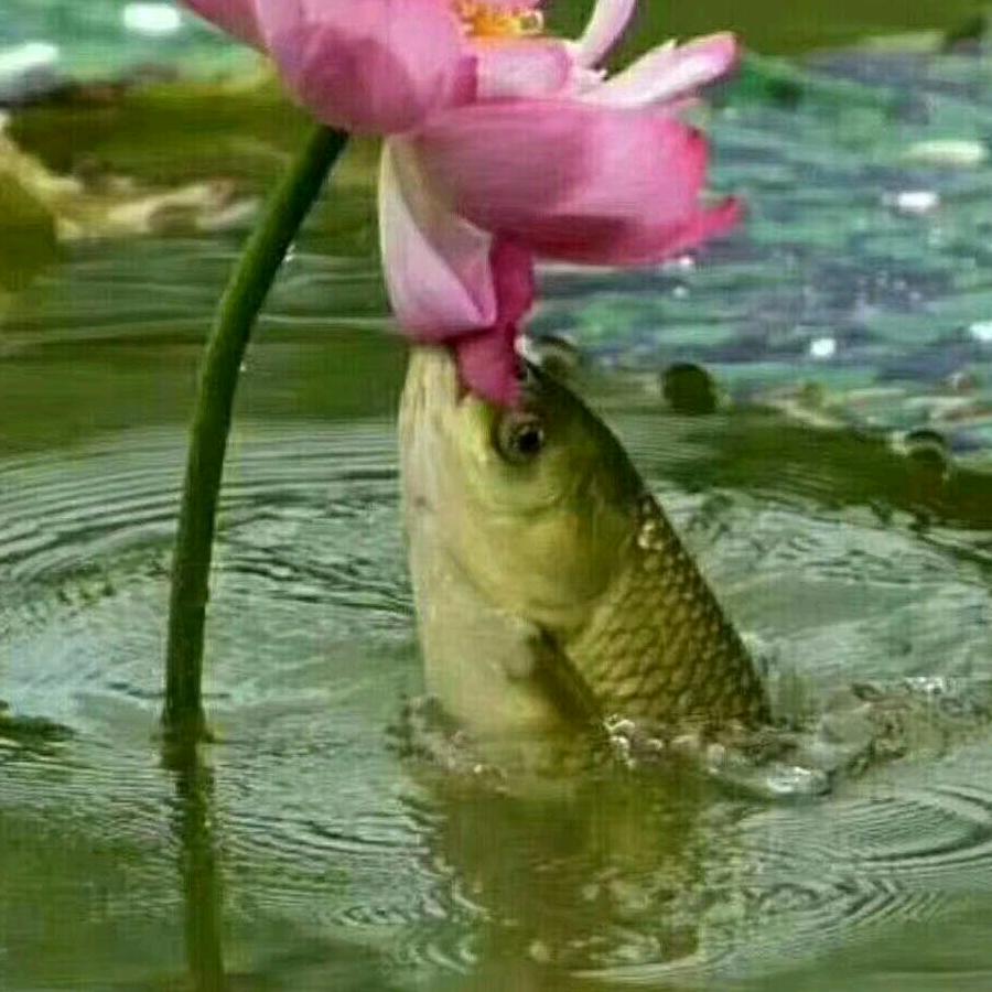 侯鸟湾