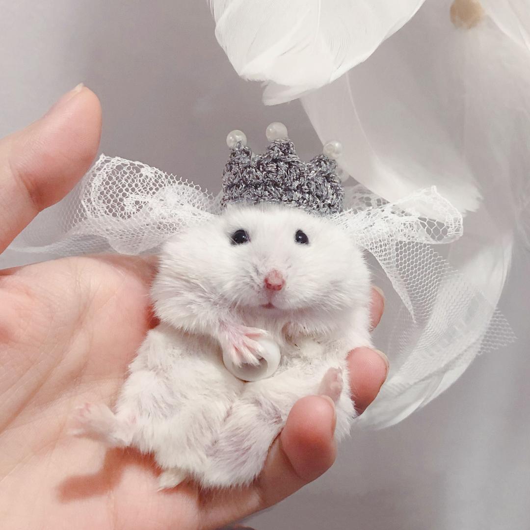 芝麻鼠