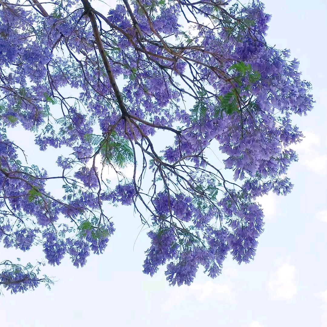 怒江峡谷的雨（傈僳吹瓶）