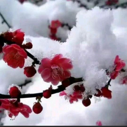 傲雪红梅