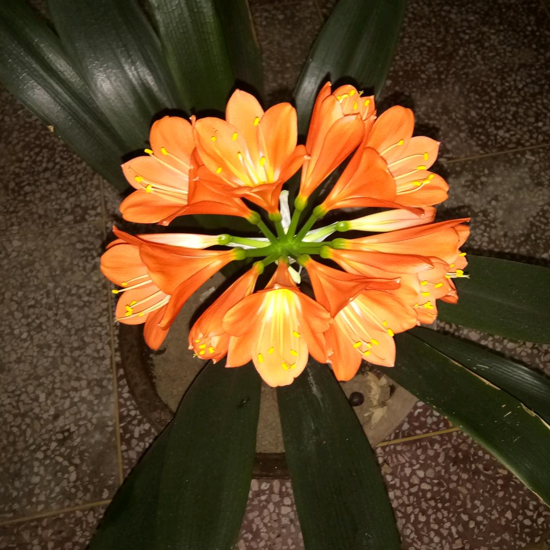 花飞满天
