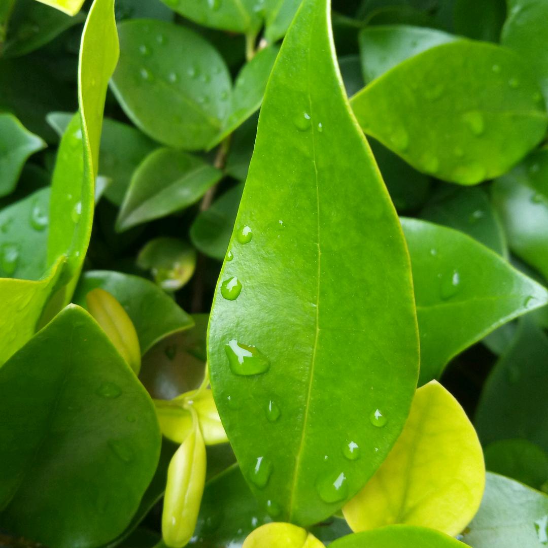 明